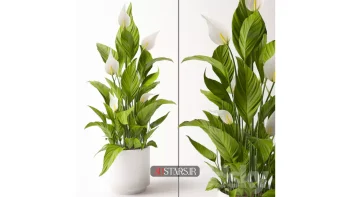 مدل سه بعدی گیاهان آپارتمانی 2