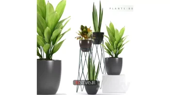 مدل سه بعدی گیاهان گلدانی 6