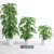 دانلود مدل سه بعدی گیاهان آپارتمانی 12