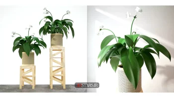 دانلود مدل سه بعدی گیاهان آپارتمانی 8