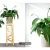 دانلود مدل سه بعدی گیاهان آپارتمانی 8