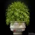 مدل سه بعدی گیاهان گلدانی 14