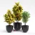 دانلود مدل سه بعدی گیاهان گلدانی 20