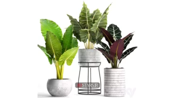 دانلود مدل سه بعدی گیاهان آپارتمانی 44