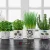 مدل سه بعدی گیاهان آپارتمانی 56