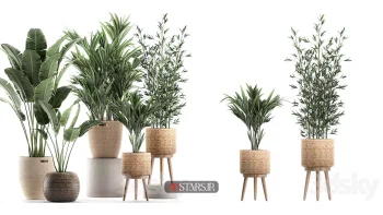 مدل سه بعدی گیاهان آپارتمانی 72