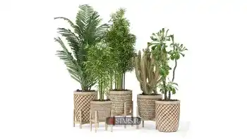 مدل سه بعدی گیاهان آپارتمانی 100