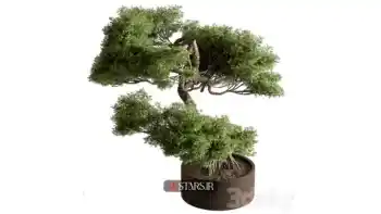 دانلود مدل سه بعدی گیاهان آپارتمانی 118
